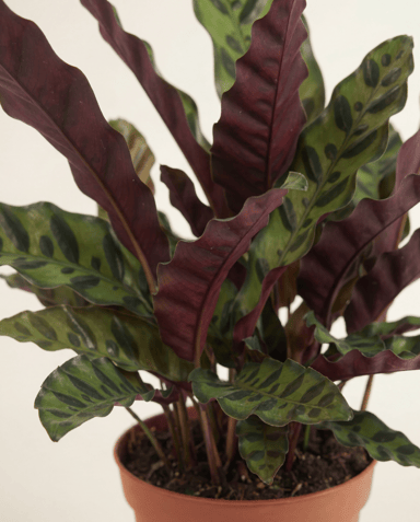 Calathea Korbmarante Lancifolia Insignis