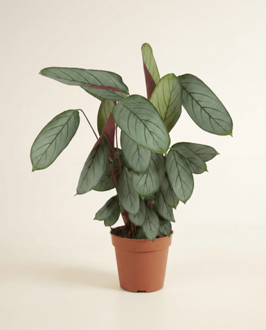 Calathea Korbmarante Silverstar