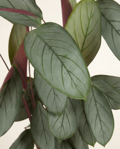Calathea Korbmarante Silverstar
