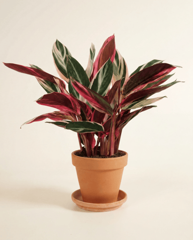 Calathea Pianta della preghiera Triostar