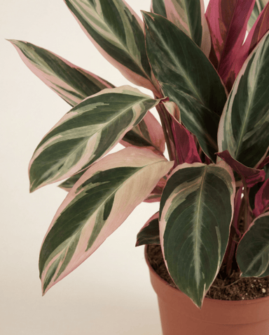 Calathea Pianta della preghiera Triostar