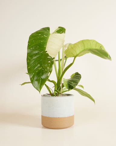 Ava Pot White Ø 18.5 cm