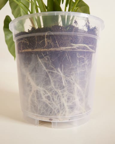 Anzuchttopf Transparent Ø 19 cm