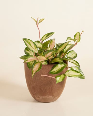 Bola Pot Marrone Ø 16