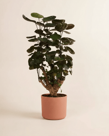 Elho B.For Soft Ø 18 cm