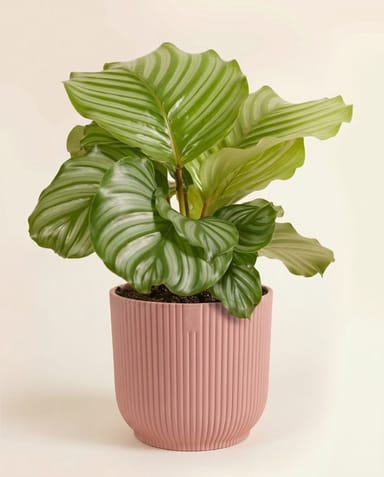 Elho Vibes Fold Ø 18 cm