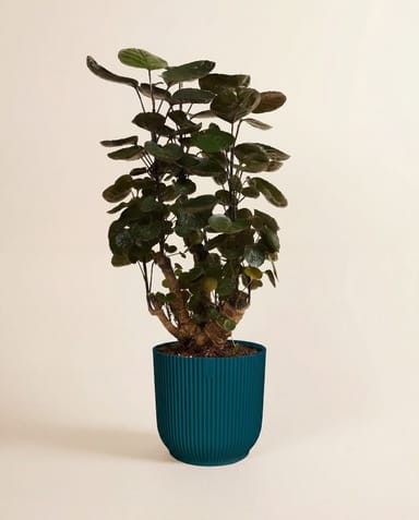 Elho Vibes Fold Ø 18 cm