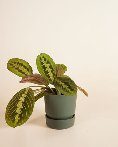 Elho Miles Runder Topf Grün Ø 13 cm