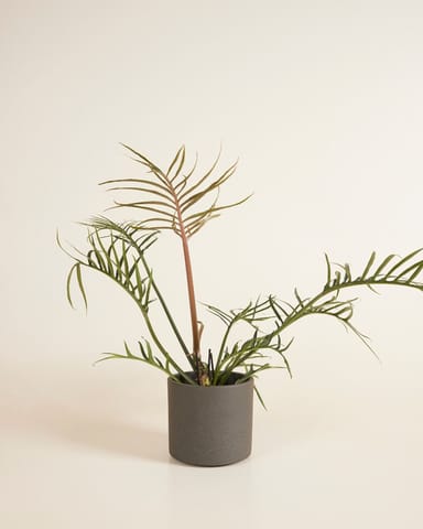 Penny Pot Donker Grijs Ø 12 cm