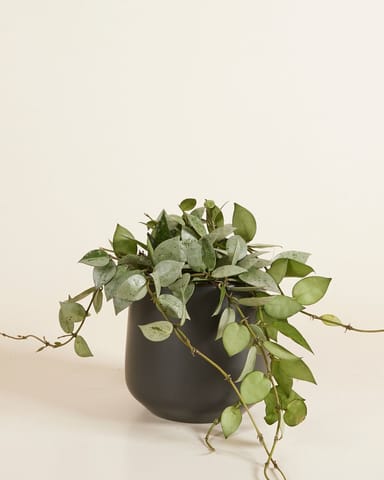 Amber Pot Zwart Ø 12 cm