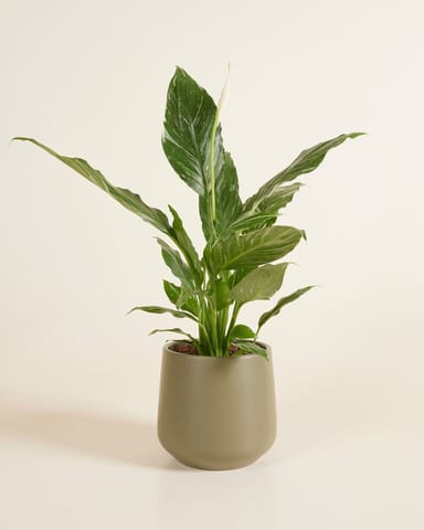 Amber Pot Green Ø 12 cm