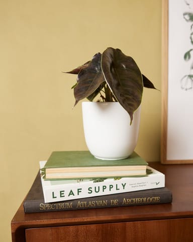 Lexi Pot Wit Ø 12.5 cm