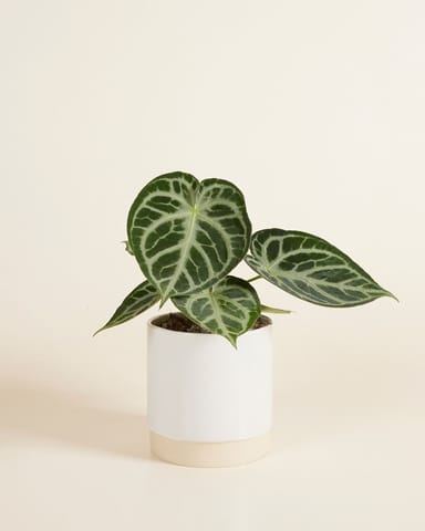 Lisa Pot White Ø 12 cm