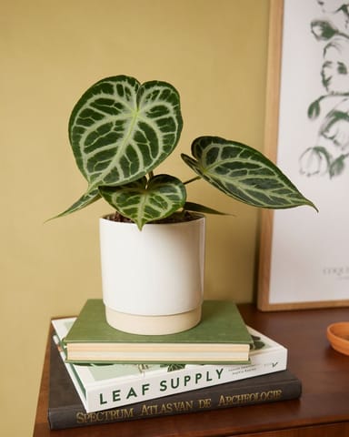 Lisa Pot White Ø 12 cm