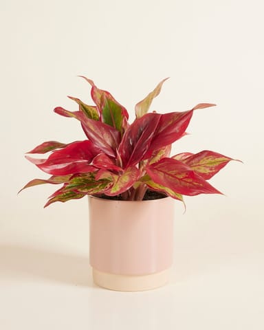 Lisa Topf Dusty Pink Ø 12 cm