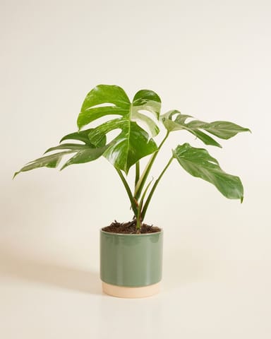Lisa Pot Groen Ø 15 cm