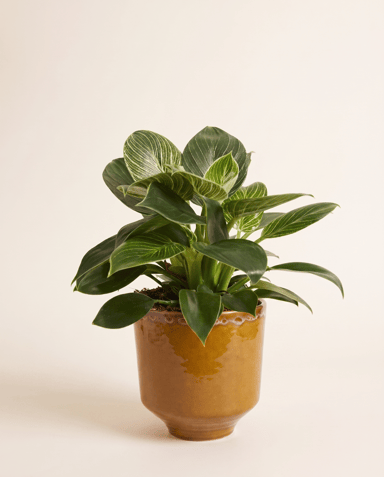 Otis Pot Oker Ø 13 cm