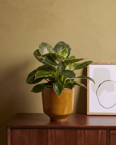 Otis Pot Oker Ø 13 cm