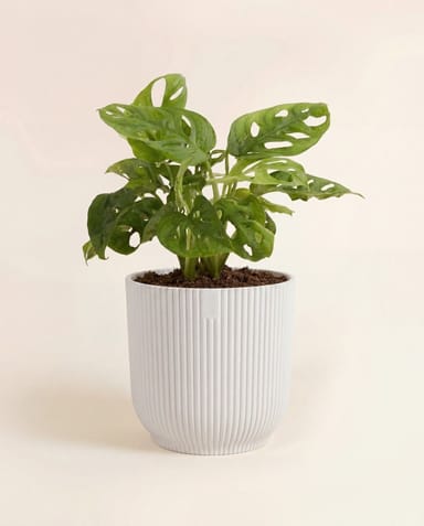 Elho Vibes Fold Ø 14 cm