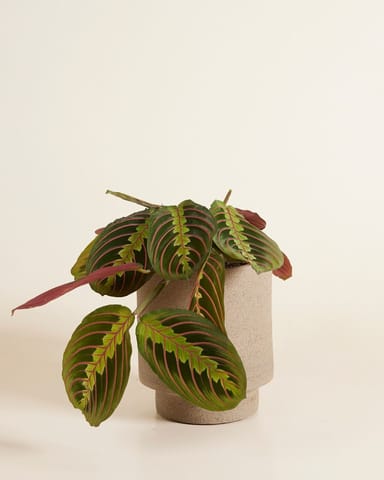 Chad Pot Taupe Ø 15 cm