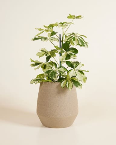 Hubert Pot Taupe  Ø 13.5 cm