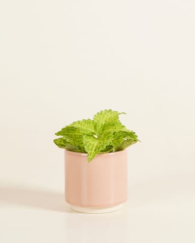 Baby Lisa Pot Dusty Pink Ø 7 cm
