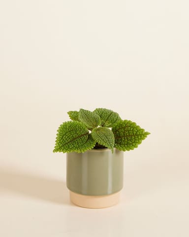 Bébé Lisa Pot Vert Ø 7 cm