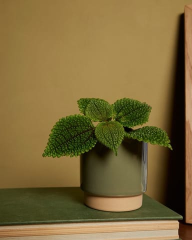 Bébé Lisa Pot Vert Ø 7 cm