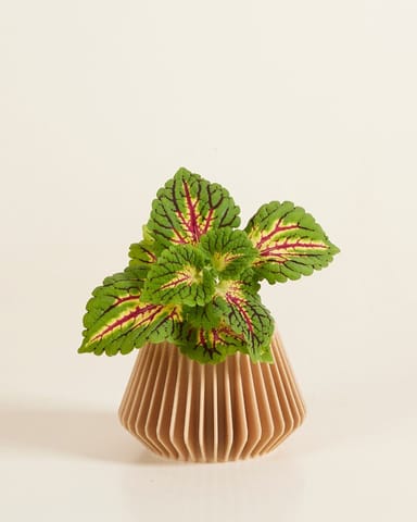 Baby Robin Wood Topf Pillars Ø 5.5 cm