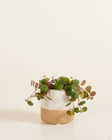 Bébé Ava Pot Blanche Ø 6.5 cm