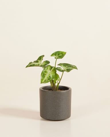 Bébé Penny Pot Gris Foncé Ø 7 cm