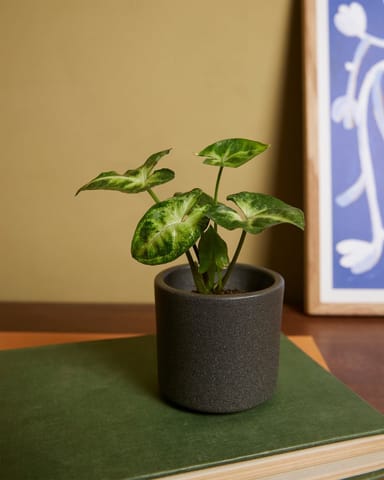 Bébé Penny Pot Gris Foncé Ø 7 cm