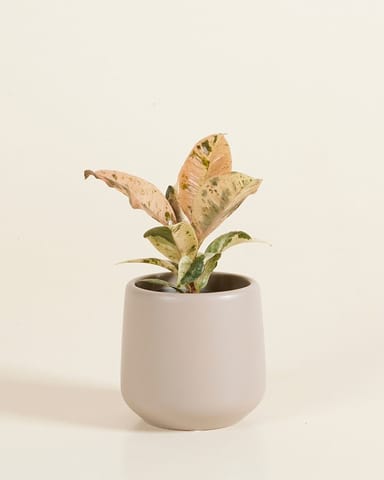 Baby Amber Pot Taupe Ø 6 cm