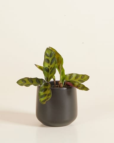 Bébé Amber Pot Noir Ø 6 cm