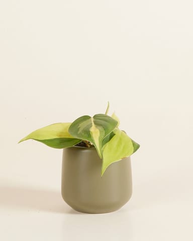 Baby Amber Pot Green Ø 6 cm