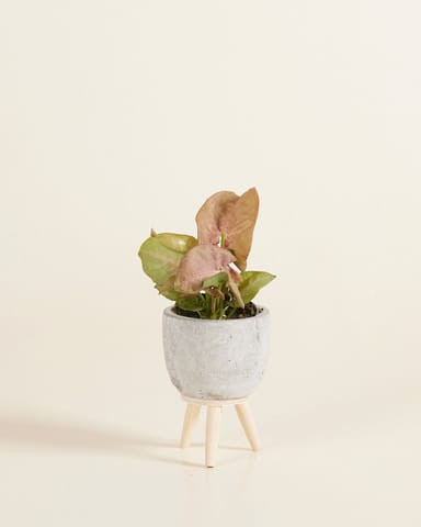 Baby Jimmy Pot Grey Ø 6 cm