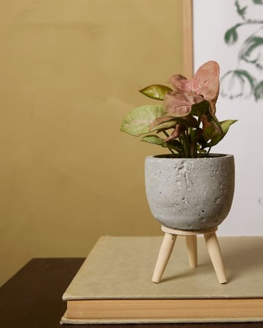 Baby Jimmy Pot Grey Ø 6 cm
