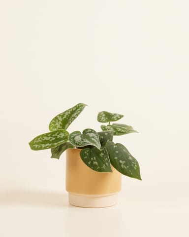 Baby Lisa Pot Dusty Oker Ø 7 cm