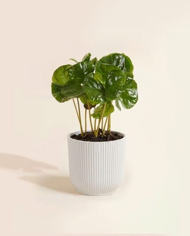 Baby Elho Vibes Fold Ø 7 cm