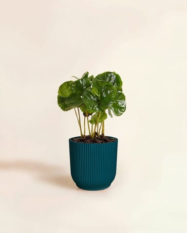 Baby Elho Vibes Fold Ø 7 cm