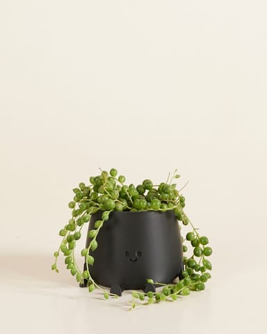Baby Happy Harry Pot Black Ø 6 cm