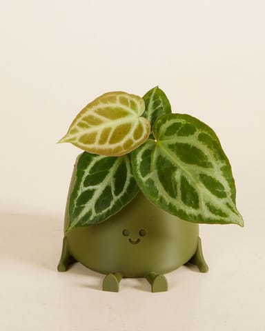 Baby Happy Harry Pot Groen Ø 8 cm