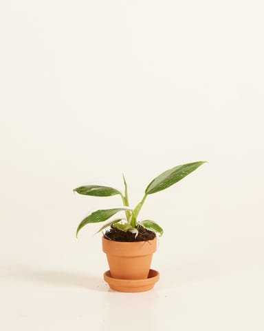 Baby Orange Terracotta Pot Ø 5 cm