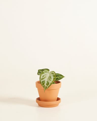 Baby Orange Terracotta Pot Ø 8 cm