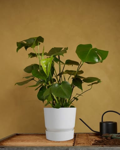 Elho Miles Ronde Pot Wit 24 cm