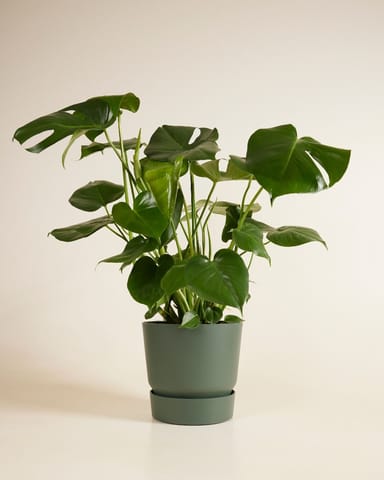 Elho Miles Round Pot Green 24 cm