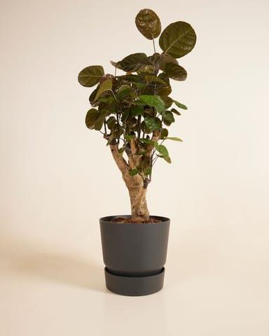 Elho Miles Round Pot Black Ø 18.5 cm