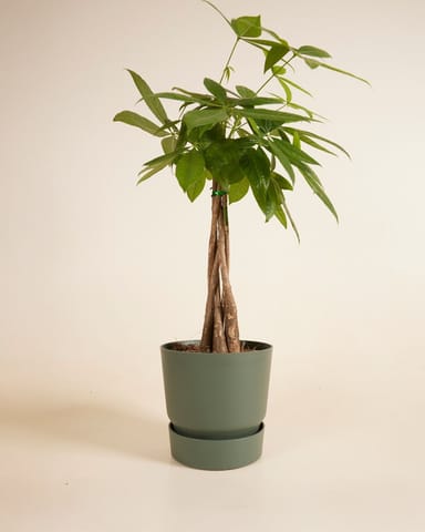 Elho Miles Runder Topf Grün Ø 18.5 cm