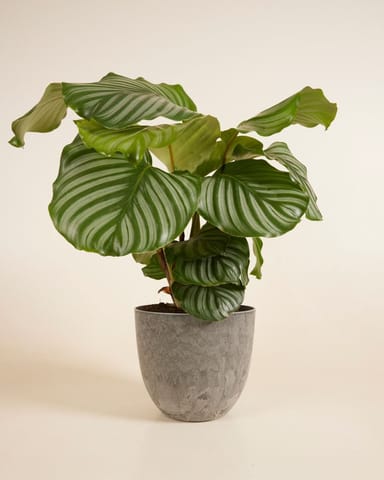 Bola Pot Grigio Ø 23