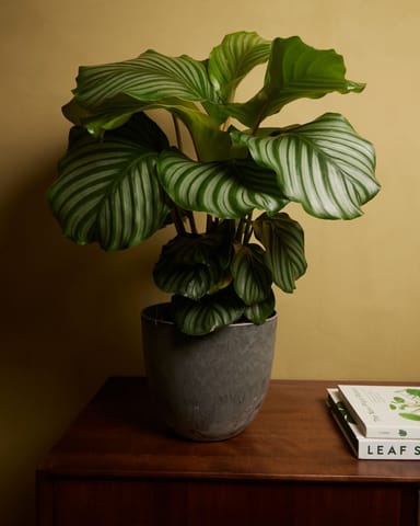 Bola Pot Grigio Ø 23